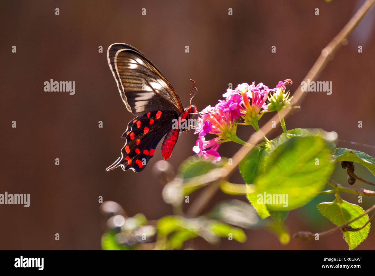 Crimson Rose (Atrophaneura hector) è una grande farfalla a coda di rondine appartenenti al sottogenere Pachliopta. Foto Stock