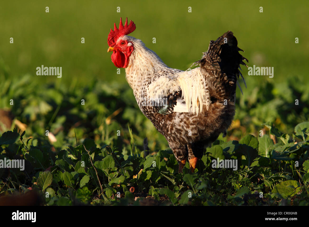 Pollo DOMESTICO (Gallus gallus domesticus), rooster in piedi in un campo di cavolo cappuccio, isola baltica di Fehmarn, East Holstein Foto Stock