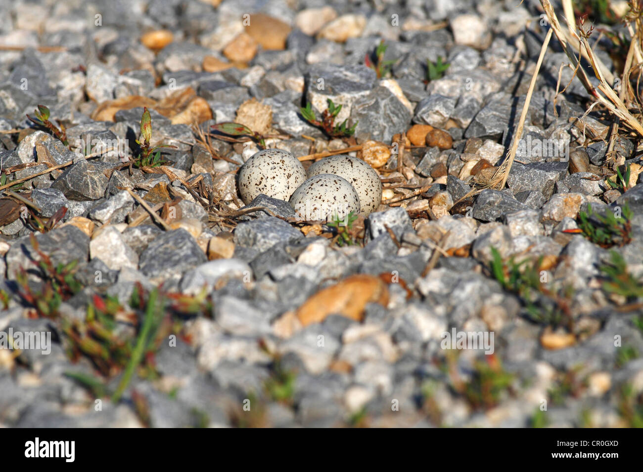 Poco inanellato Plover (Charadrius dubius), nido con uova ben mimetizzata su una banca di ghiaia, Apetlon, lago di Neusiedl, Burgenland Foto Stock