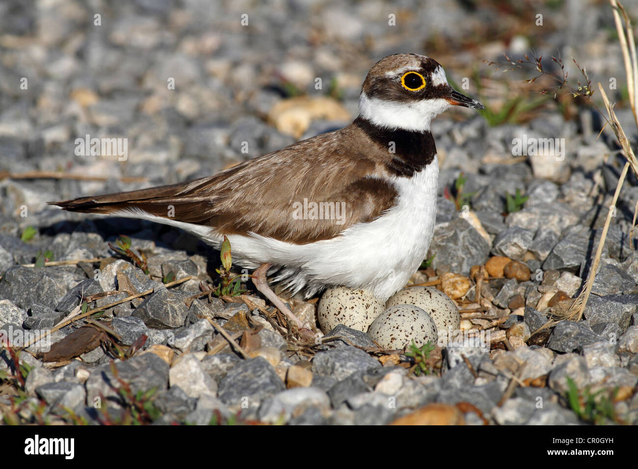 Poco inanellato Plover (Charadrius dubius), su un nido con uova su una banca di ghiaia, Apetlon, lago di Neusiedl, Burgenland, Austria Foto Stock