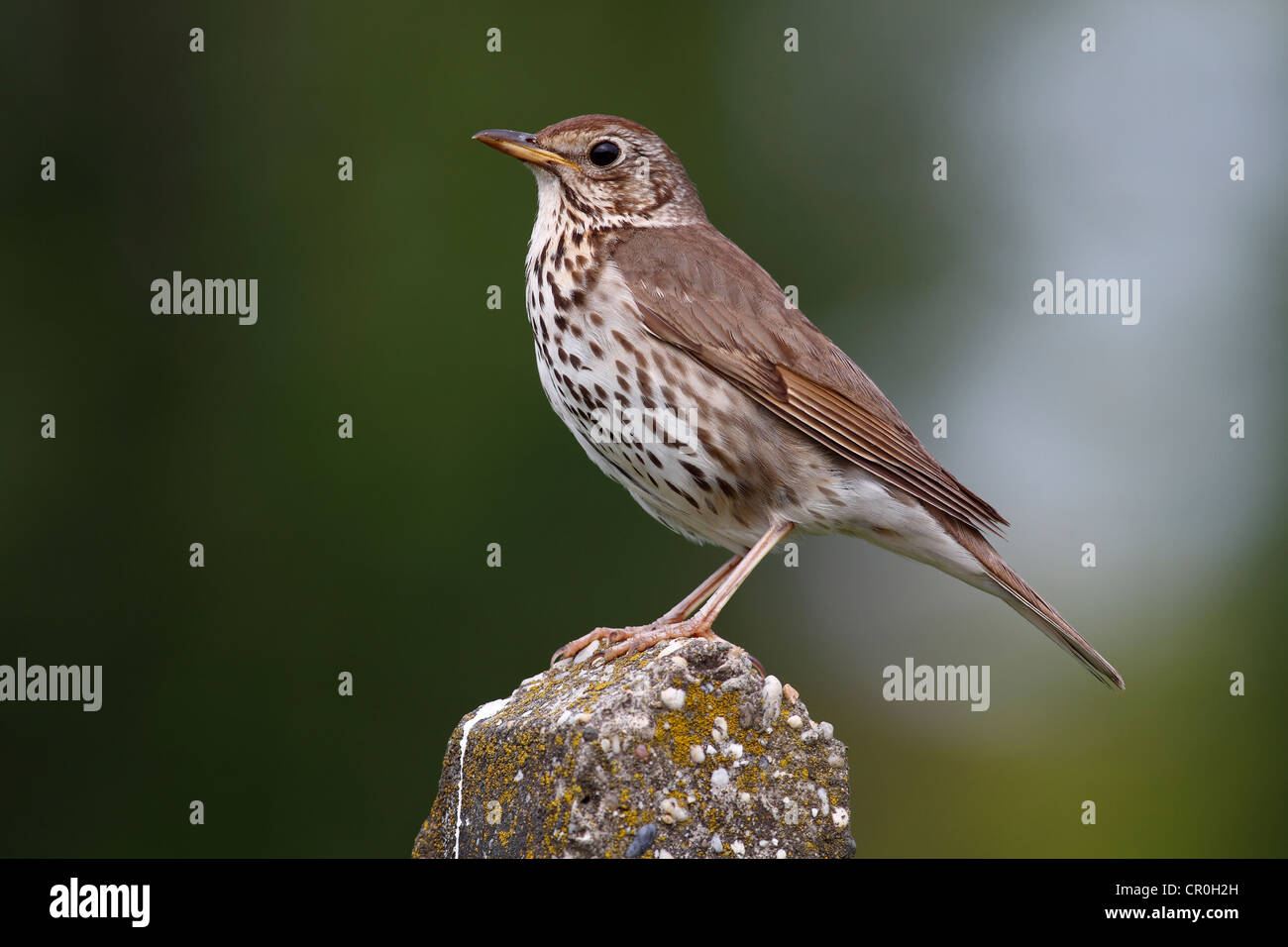 Tordo Bottaccio (Turdus philomelos), arroccato sul pilastro di pietra, il lago di Neusiedl, Burgenland, Austria, Europa Foto Stock