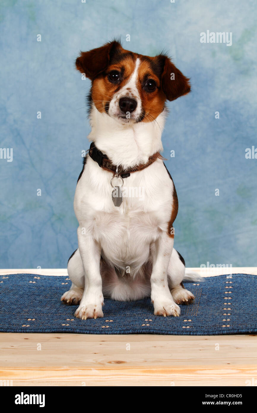 Jack Russel Terrier mix, seduta Foto Stock