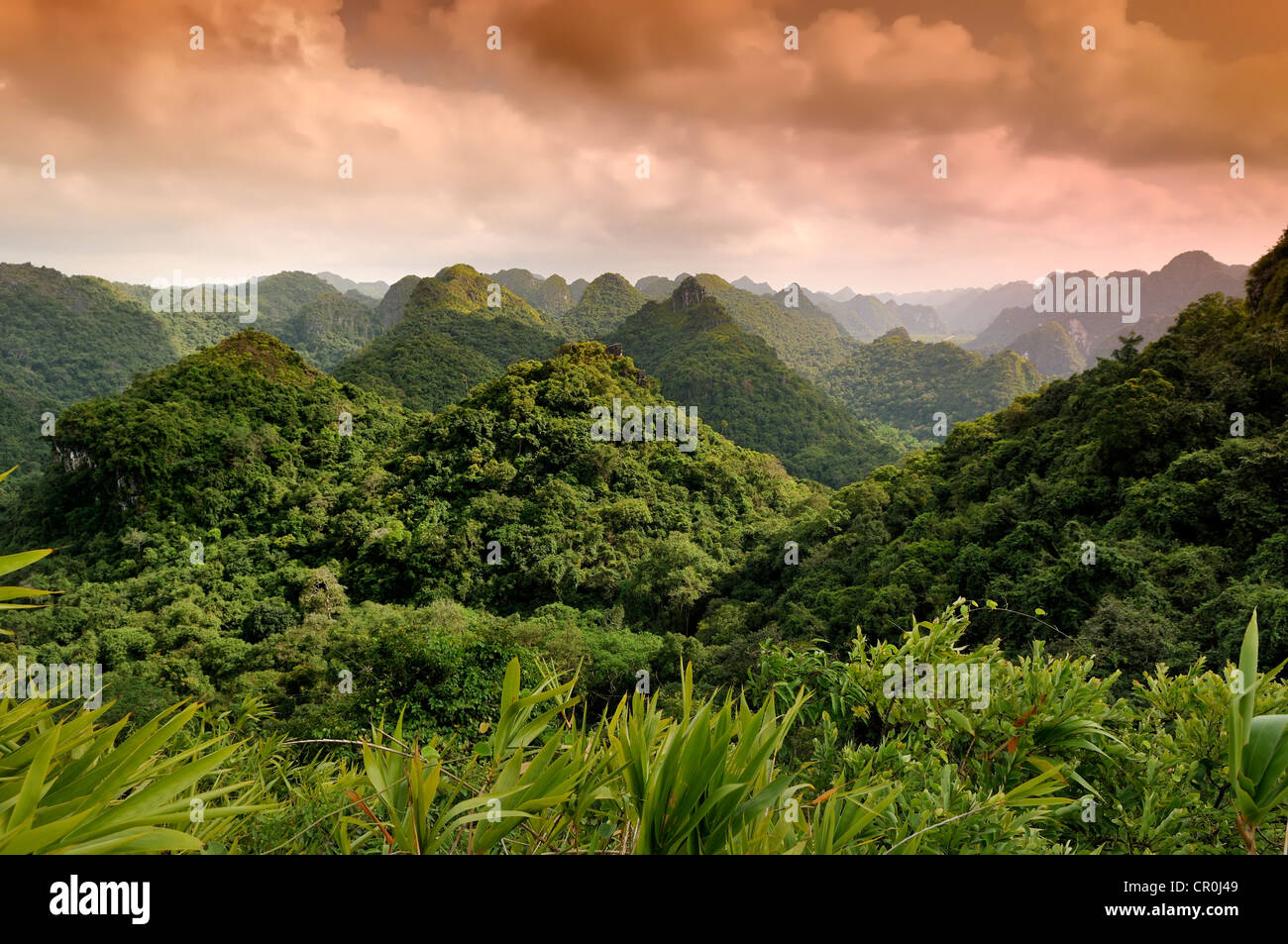 Cat Ba National Park, vista dal Ngu picco Lam, Kim Giao foresta, Riserva della Biosfera dall'UNESCO, il Vietnam del Sud-est asiatico Foto Stock