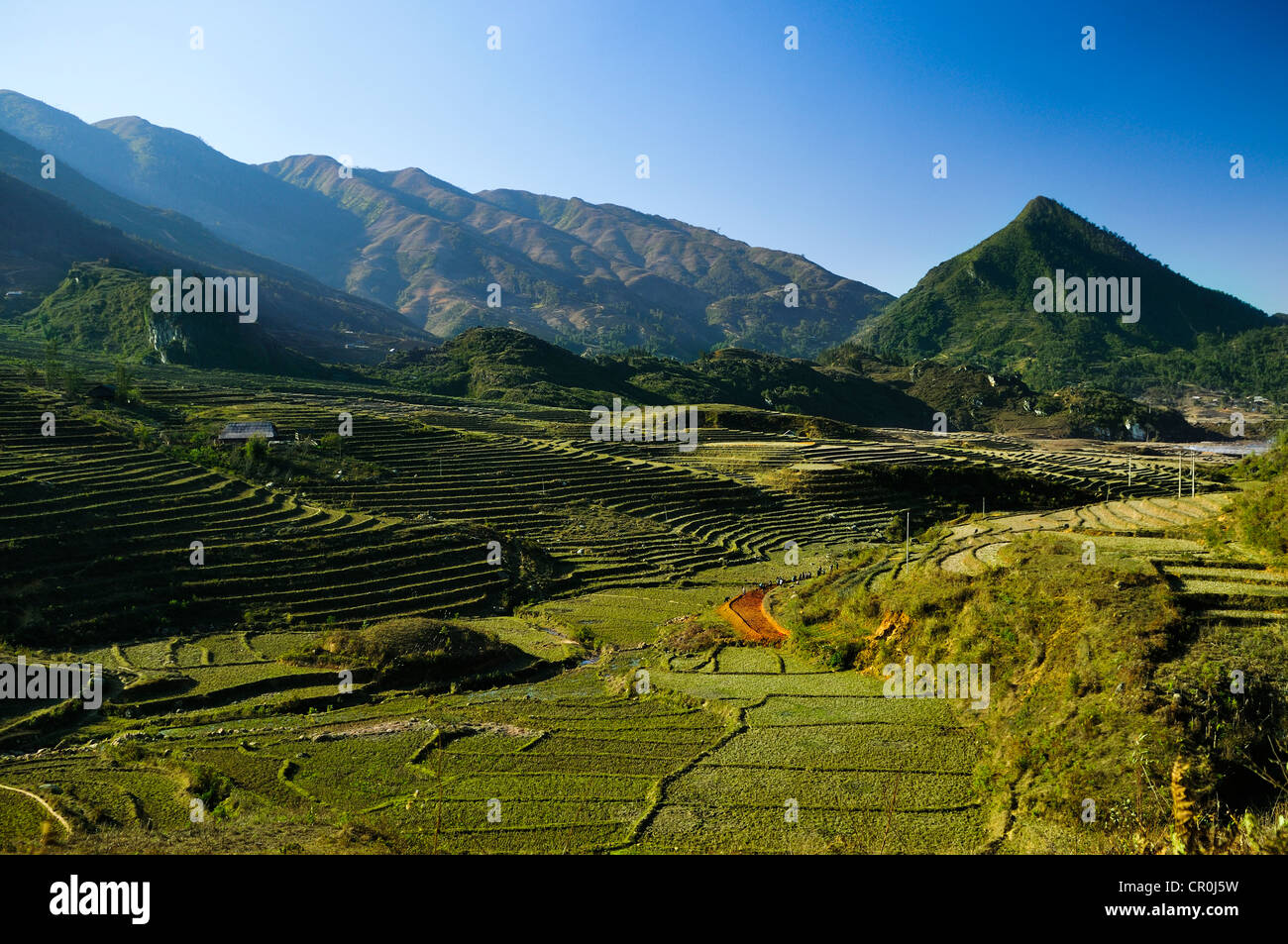 Nuova terrazza, terrazze di riso, riso risoni di Sapa o Sa Pa, Lao Cai provincia, nel Vietnam del Nord, Vietnam, Asia sud-orientale, Asia Foto Stock