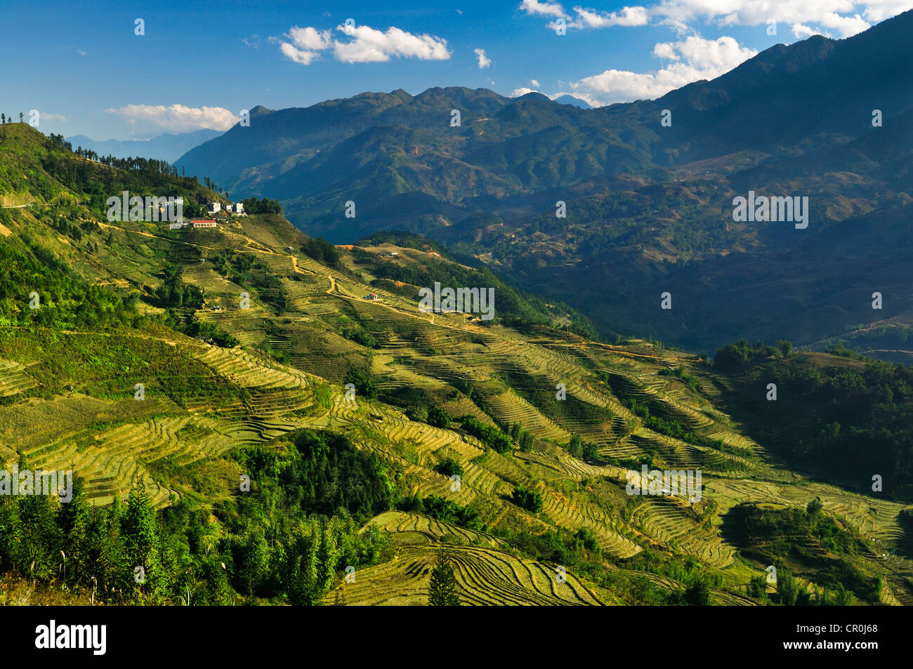Verdi terrazze di riso, riso risoni di Sapa o Sa Pa, Lao Cai provincia, nel Vietnam del Nord, Vietnam, Asia sud-orientale, Asia Foto Stock