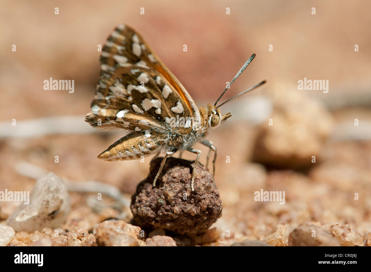 Grande argento-rame maculato (Trimenia argyroplaga), autoctone specie di farfalle del Sud Africa, , Namaqualand, Sud Africa Foto Stock