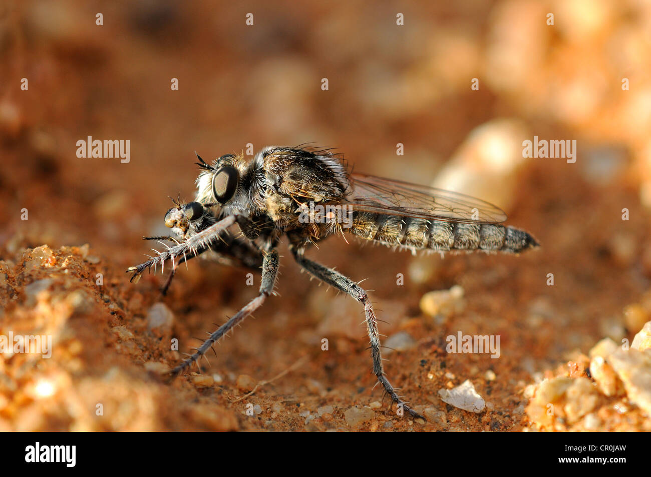 Wasp rapinatore volare con la preda, Goegap Riserva Naturale, Namaqualand, Sud Africa e Africa Foto Stock