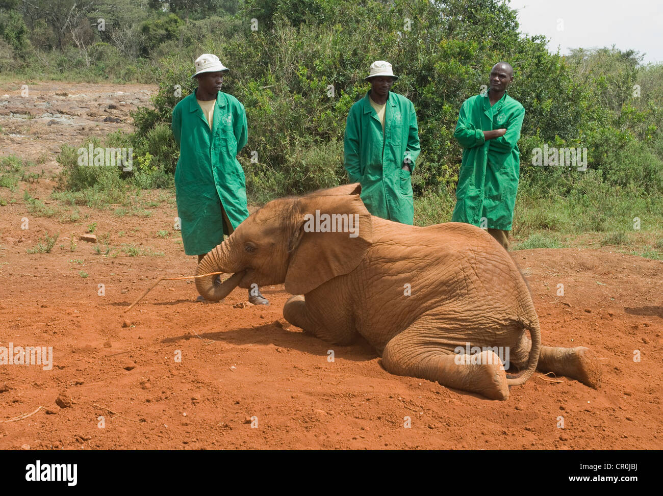 Elefante orfani che stabilisce su stomaco di fronte gli allevatori Foto Stock