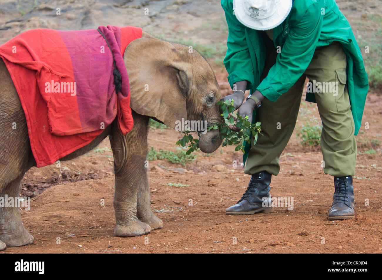 Guardiano di foglie di offerta di Dida, un orfano Baby Elephant Foto Stock