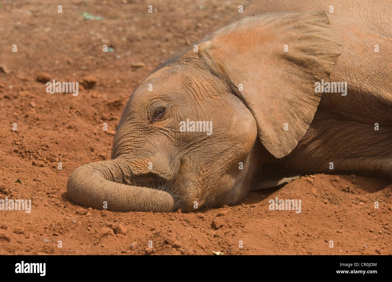 Orfano di elefante sdraiato-close up della testa e del tronco Foto Stock