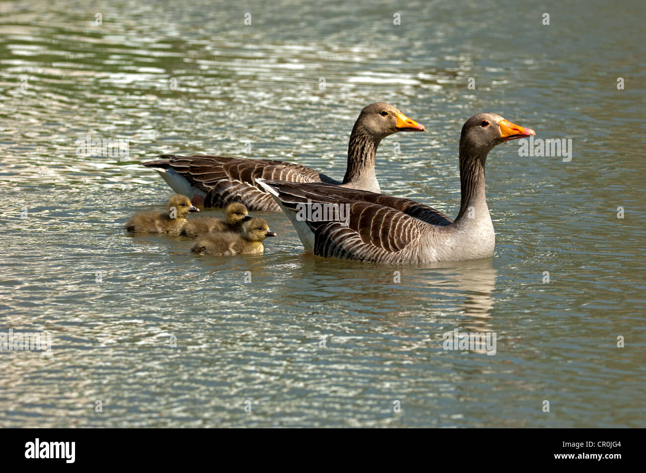 Graylag oche (Anser anser), coppia di pulcini, Camargue, Francia, Europa Foto Stock