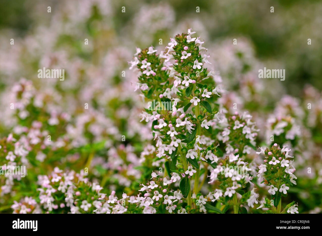 Spunto di timo (Thymus serpyllum), Europa Foto Stock