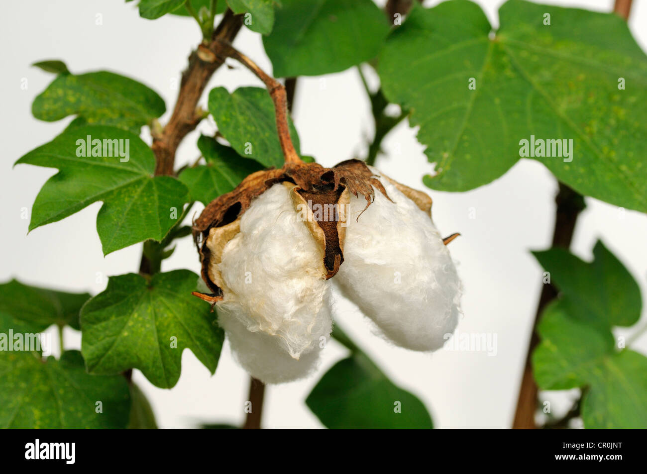 Frutti maturi di capsule della pianta del cotone (Gossypium herbaceum) Foto Stock