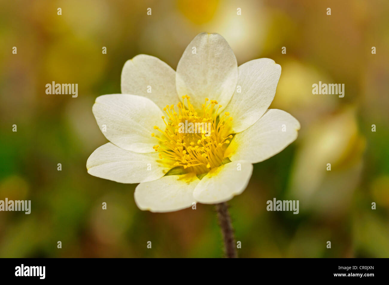 Montagna bianca Avens o bianco (Dryas octopetala Dryas), fiore nazionale di Islanda e ufficiale fiore territoriale del Foto Stock