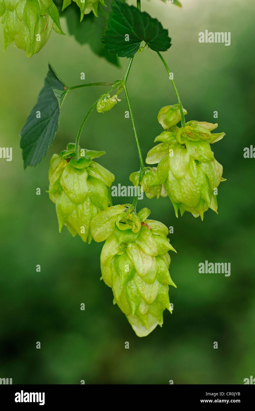 Luppolo (Humulus lupulus), fiore, coni di luppolo, Europa Foto Stock