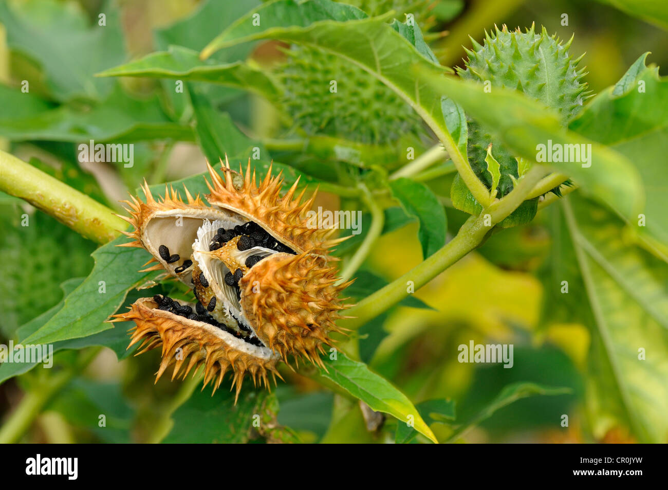 Comune di Thorn Apple, Jimson Weed (Datura stramonium), seme pod, Europa Foto Stock