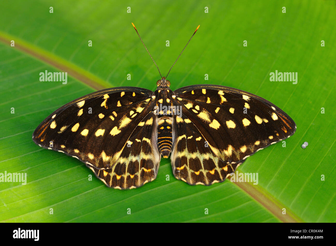 Arciduca (Lexias dirtea), farfalle tropicali, habitat Thailandia, Asia Foto Stock