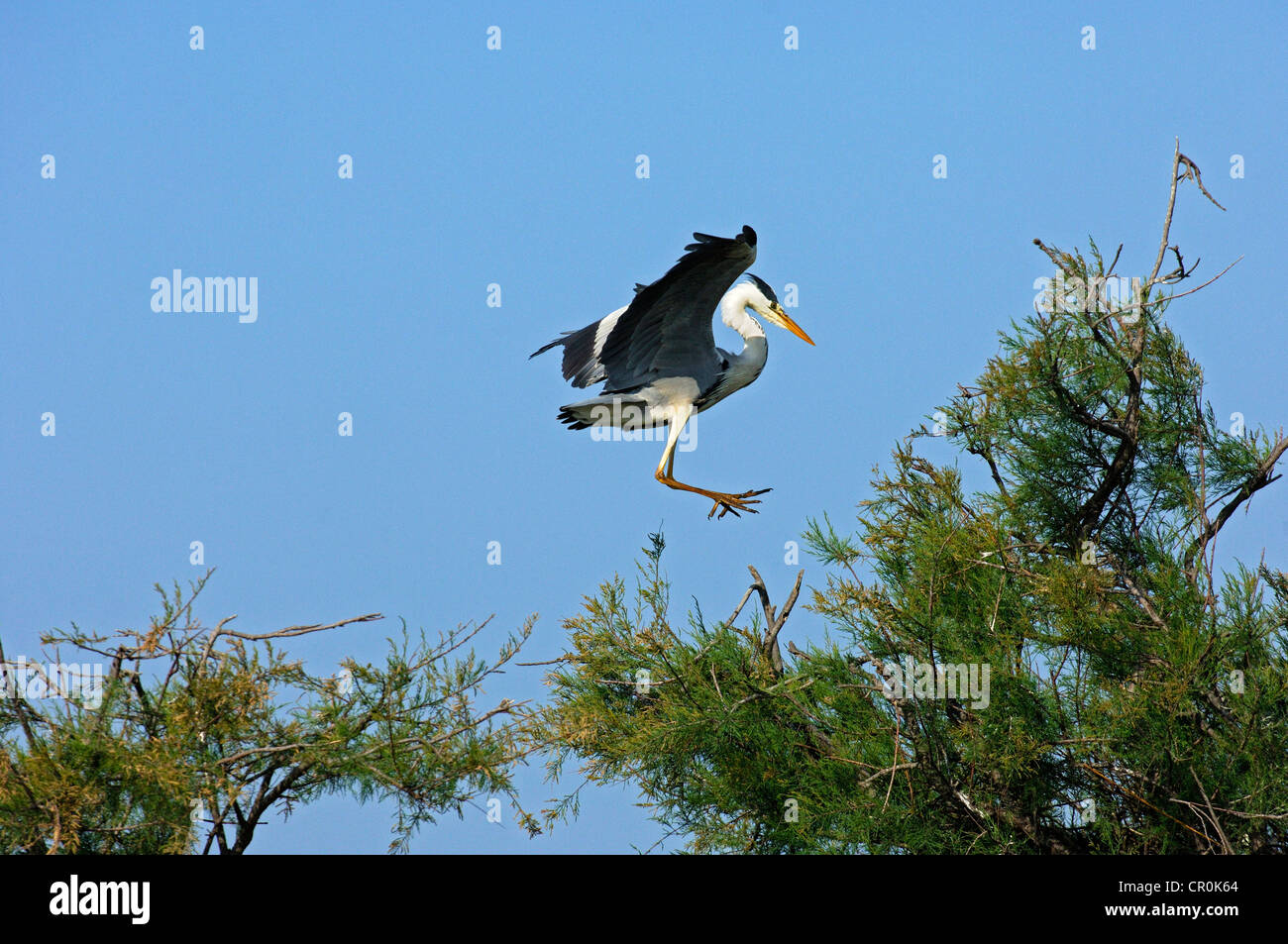 Airone cinerino (Ardea cinerea) lo sbarco in un albero corona, Camargue, Francia, Europa Foto Stock