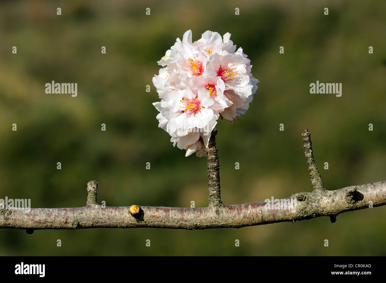 Ramo con fiori di apple (malus) Foto Stock