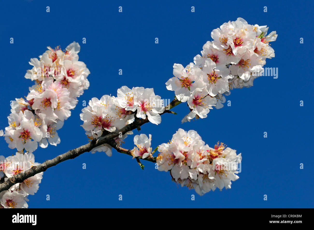 Ramo con fiori di Apple Foto Stock