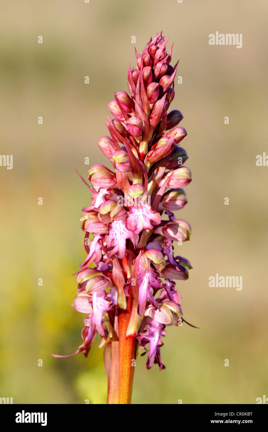 Orchidea gigante (Himantoglossum robertianum, precedentemente Barlia robertiana), Pyrénées-Orientales, Francia, Europa Foto Stock