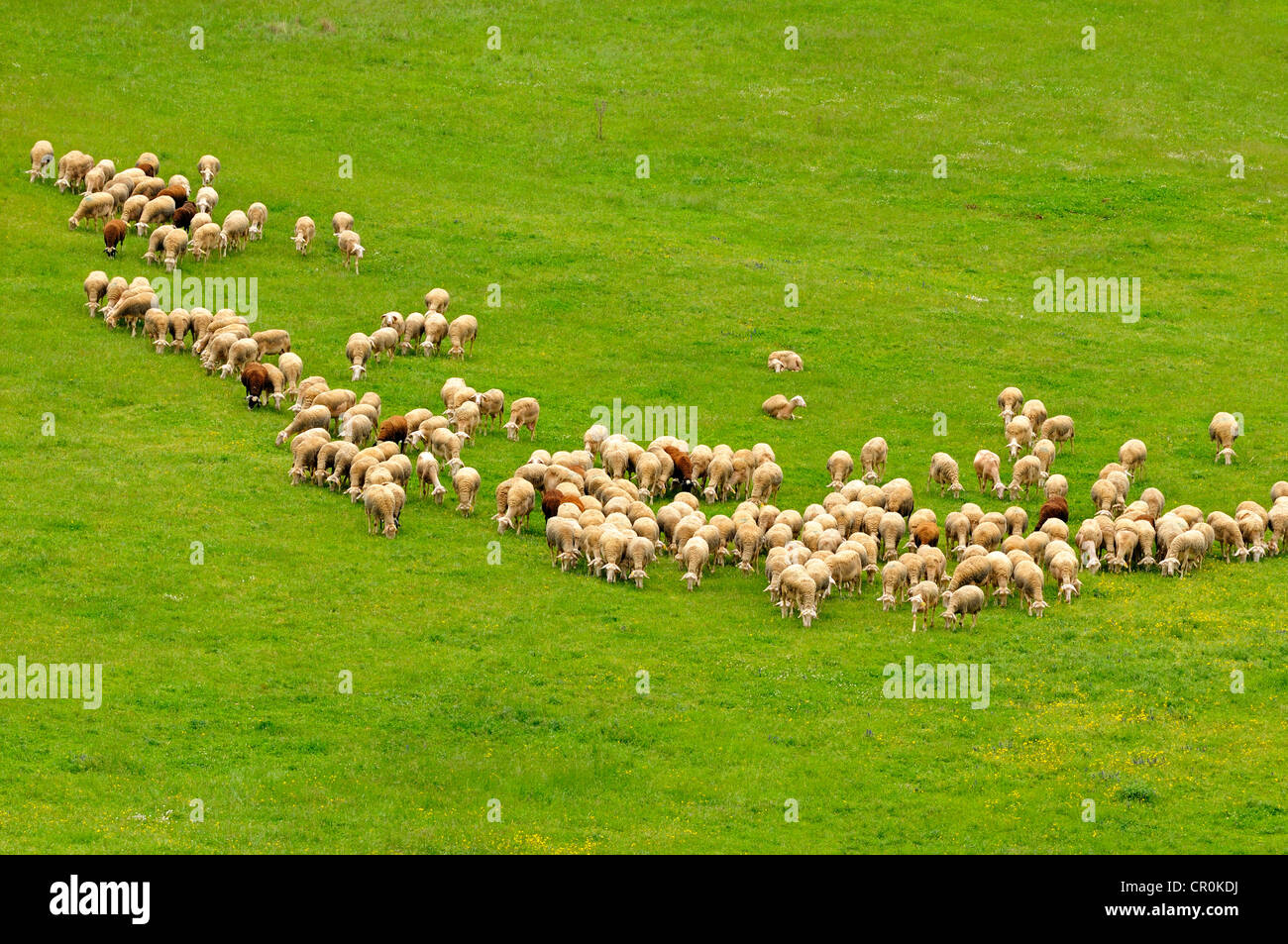 Allevamento di Lacaune dairy pecore, regione di Roquefort, Francia, Europa Foto Stock