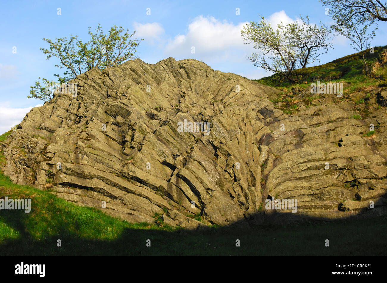 Geotope di foglie di palma a ventaglio, formazione di basalto sulla montagna Hirtstein, Monti Metalliferi, Sassonia, Germania, Europa Foto Stock