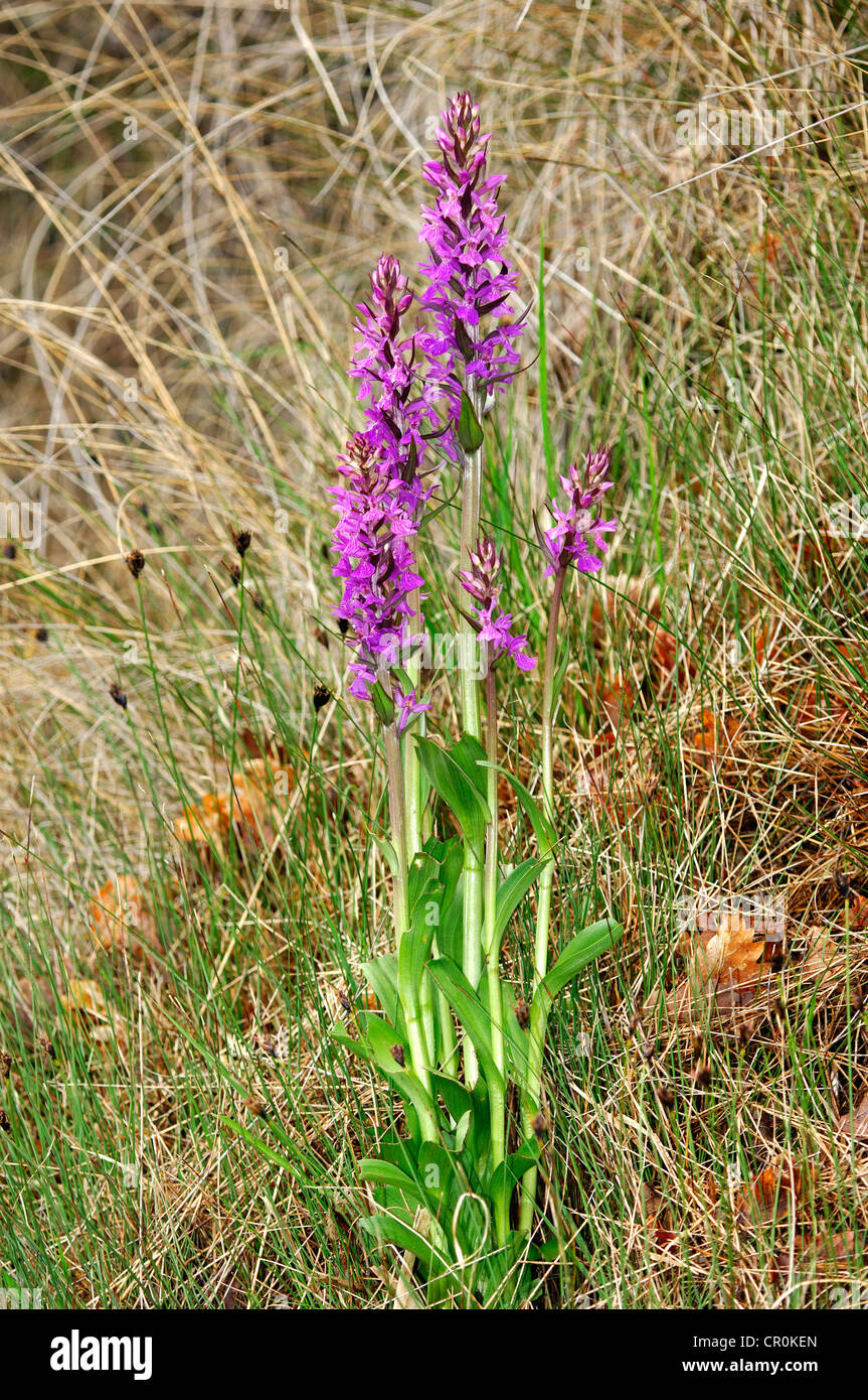 Robusto Marsh-orchid (Dactylorhiza elata) Foto Stock