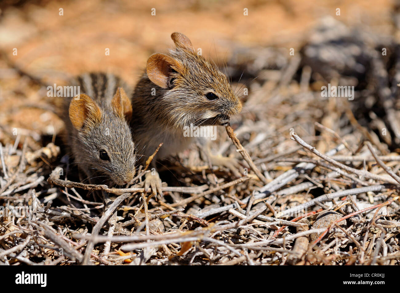 African quattro strisce di erba topi (Rhabdomys pumilio) nel loro habitat naturale, Riserva Naturale, Namaqualand, Sud Africa e Africa Foto Stock