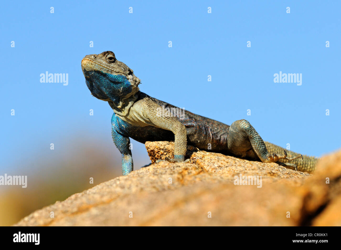 Southern Rock AGAMA SA, Knobel la AGAMA SA (AGAMA SA atra), maschio, Goegap Riserva Naturale, Namaqualand, Sud Africa e Africa Foto Stock