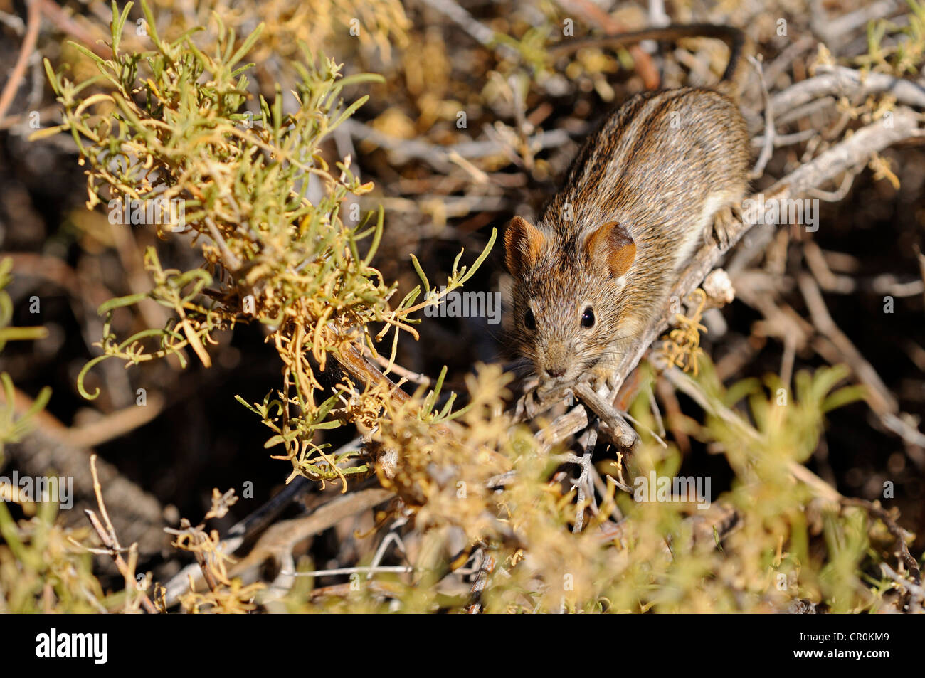 African striped mouse (Rhabdomys pumilio) nel suo habitat naturale, Goegap Riserva Naturale, Namaqualand, Sud Africa Foto Stock