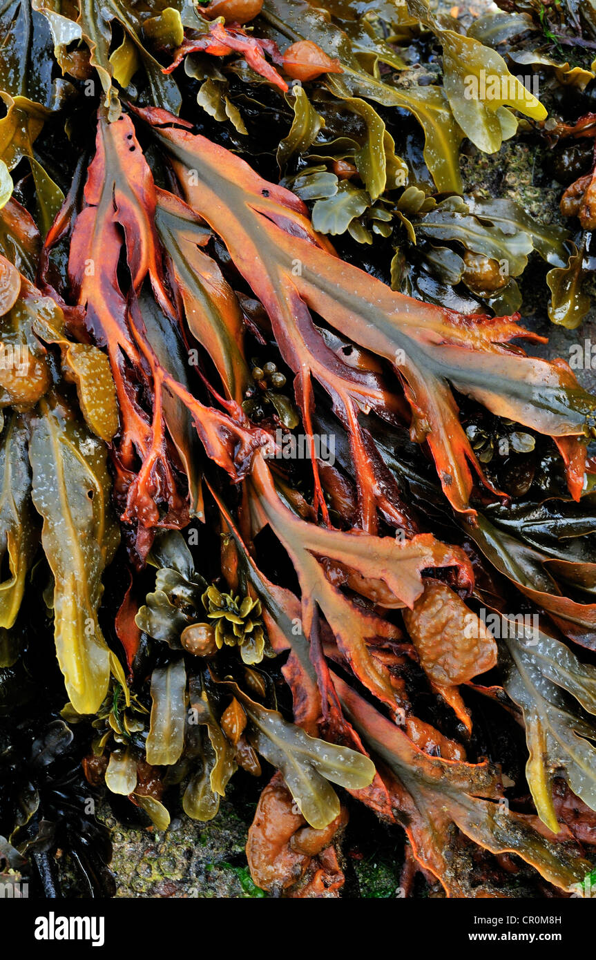 Le alghe vescica wrack fucus vescicolosus, Fucaceae, Killibegs beach, Donegal, Irlanda, Europa Foto Stock