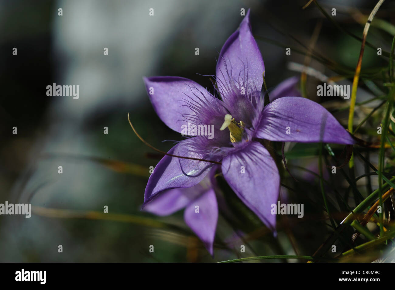 Chiltern genziana (Gentianella germanica), Untersberg, Groedig, Salisburgo, Austria, Europa Foto Stock