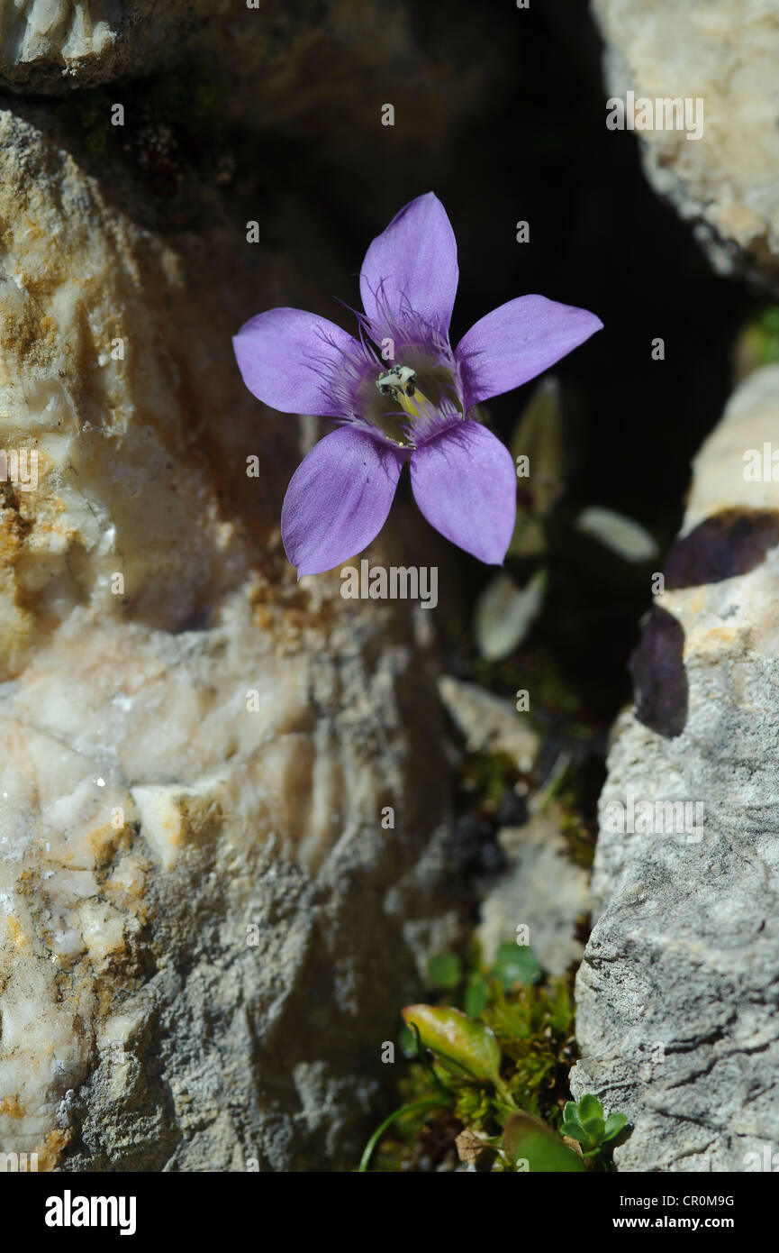 Chiltern genziana (Gentianella germanica), Untersberg, Groedig, Salisburgo, Austria, Europa Foto Stock