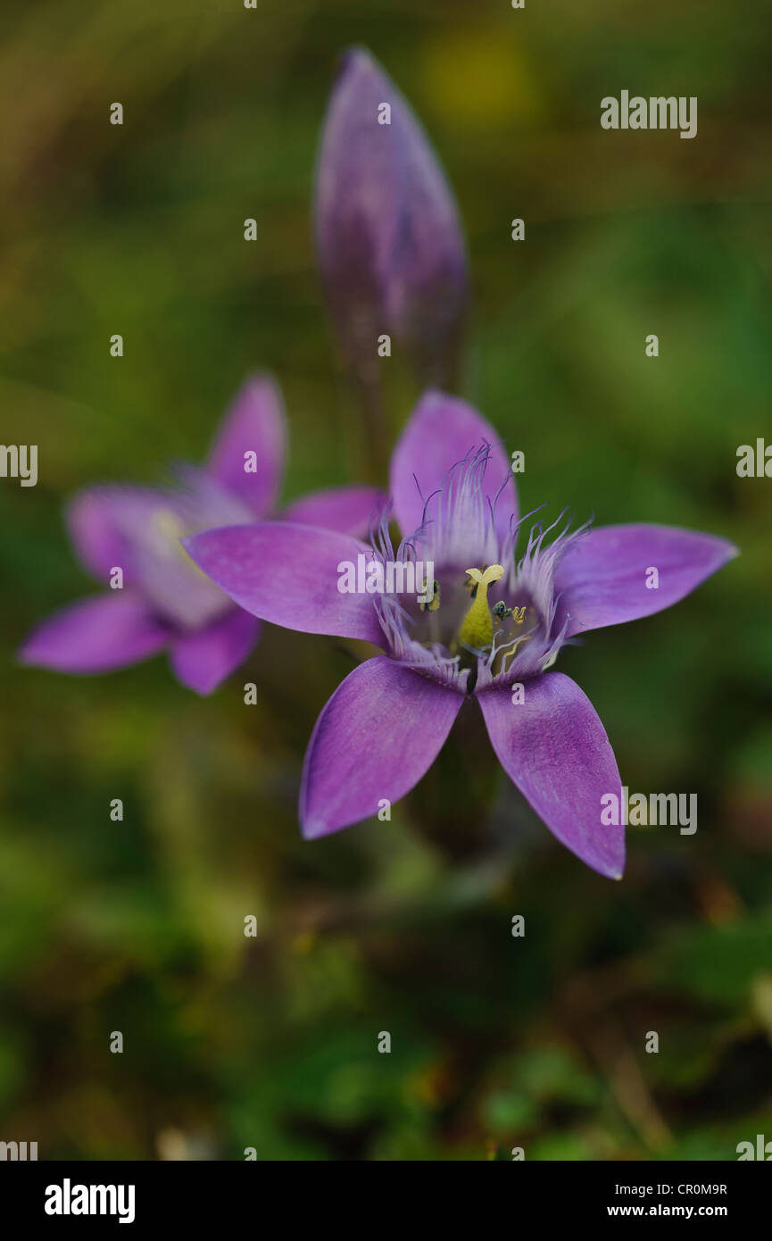 Chiltern genziana (Gentianella germanica), Untersberg, Groedig, Salisburgo, Austria, Europa Foto Stock