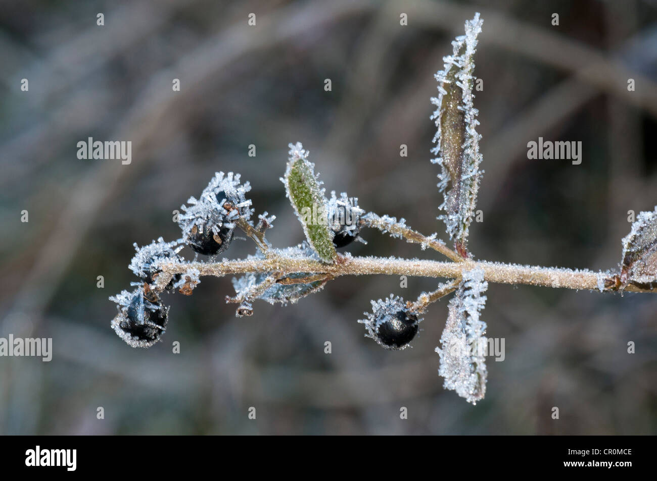Ligustro (Ligustrum vulgare), bacche coperto con trasformata per forte gradiente frost, Untergroeningen, Baden-Wuerttemberg, Germania, Europa Foto Stock
