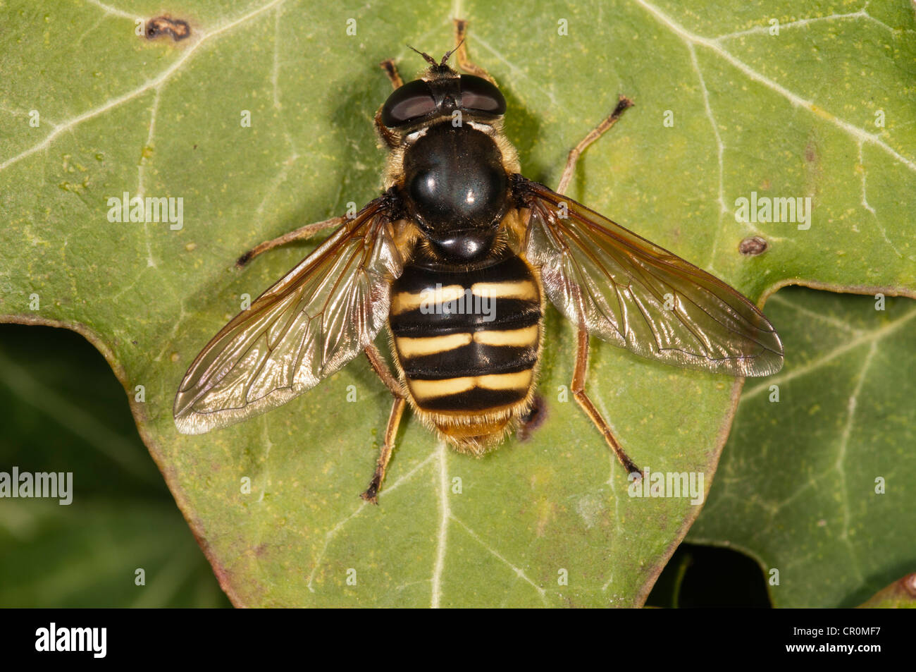 Hoverfly (Sericomyia silentis), crogiolarsi in sun, Untergroeningen, Baden-Wuerttemberg, Germania, Europa Foto Stock