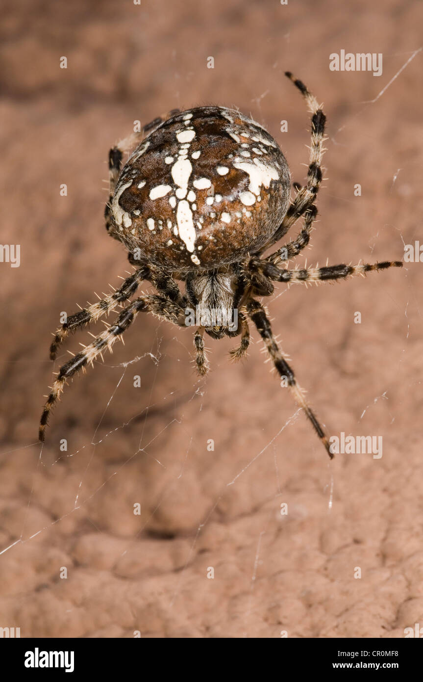Giardino europeo crociera cardanica o spider (Araneus diadematus), femmina sul suo web su un muro di casa, Untergroeningen Foto Stock