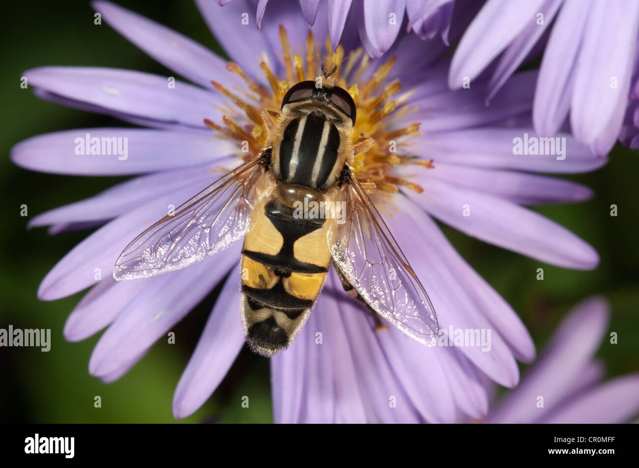 Hoverfly europea (Helophilus trivittatus), alimentando in autunno Aster (Aster sp.), Untergroeningen, Baden-Wuerttemberg Foto Stock