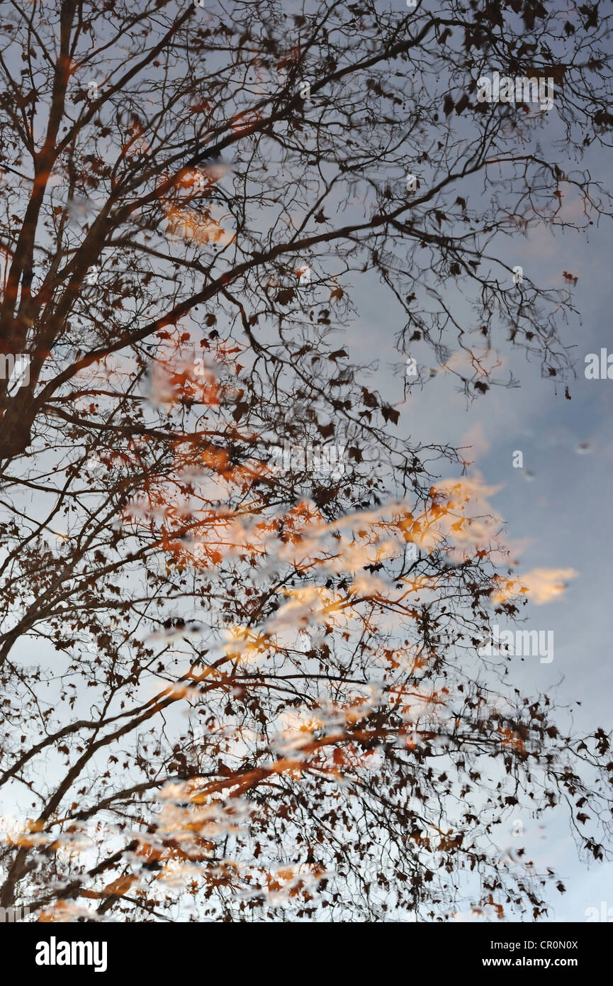 Foglie caduto in una pozza di pioggia con la riflessione di rami di alberi Foto Stock