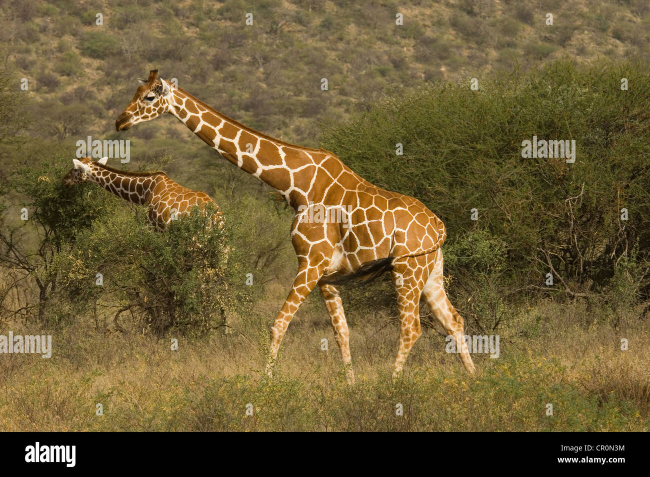 Due giraffe reticolate in orizzontale Foto Stock