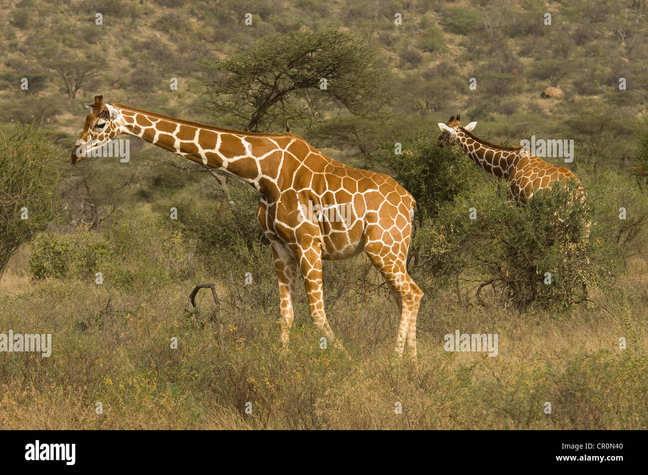 Due giraffe reticolate mediante acacias Foto Stock