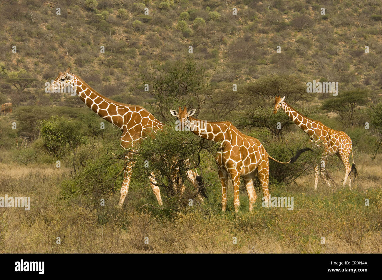 Tre le giraffe reticolate mediante alberi di acacia Foto Stock