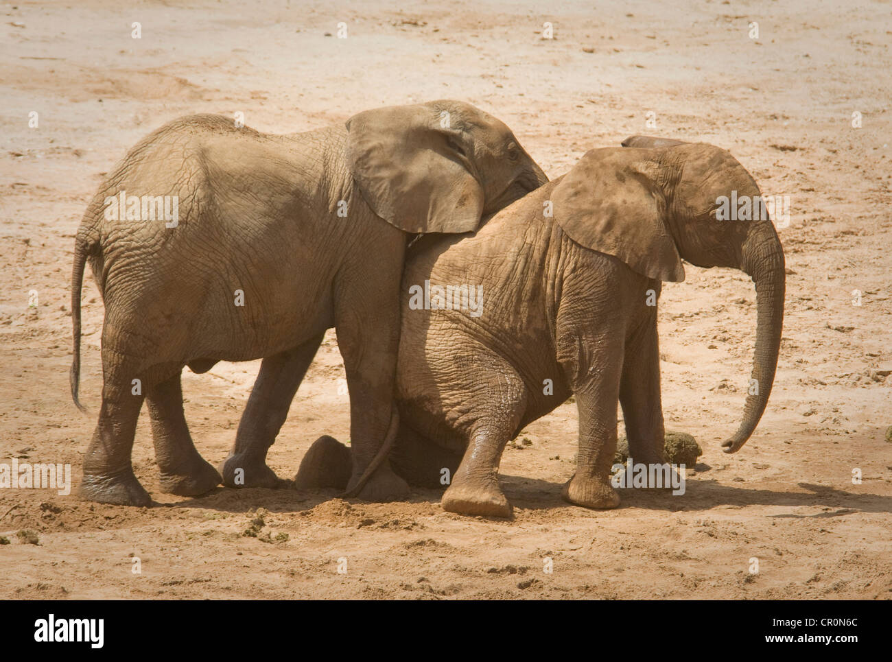 Due giovani elefanti giocando, uno sulle ginocchia Foto Stock