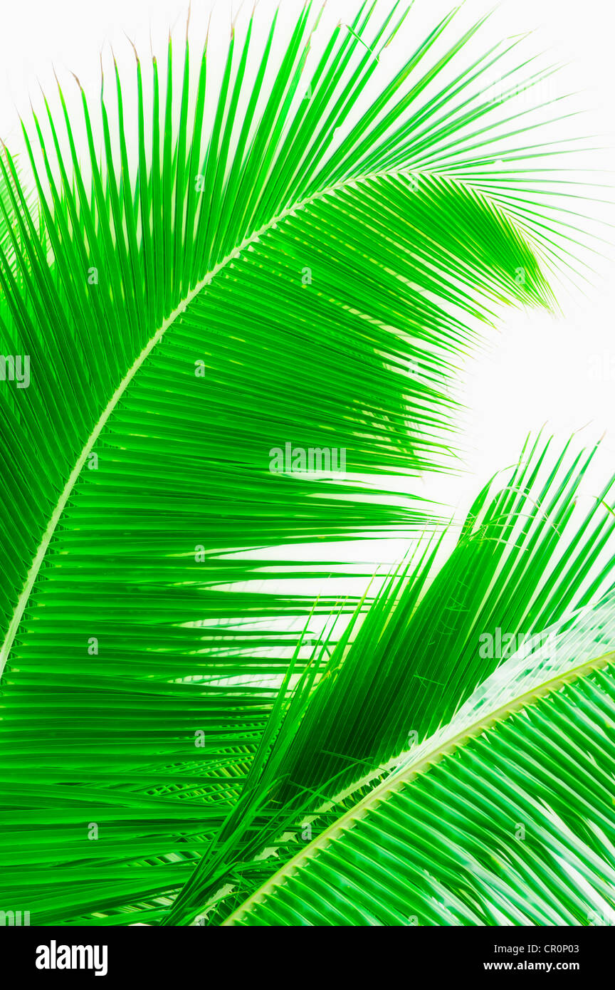 Messico, Yucatan, foglie di palmo Foto Stock