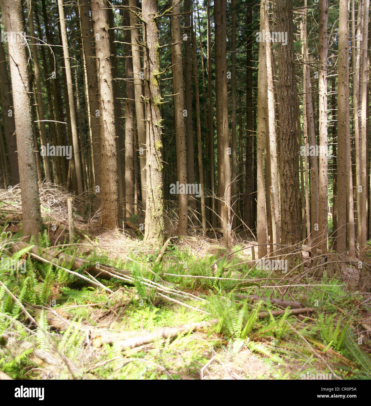 Panorama - abete di Douglas in foresta, Tiger Mountain, Pacific Northwest Foto Stock