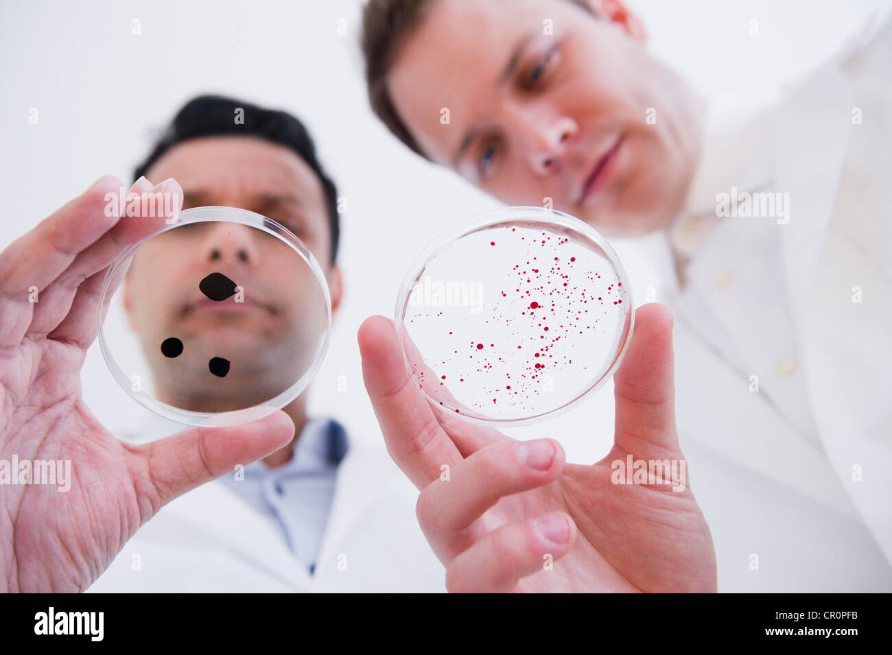Gli scienziati alla ricerca in capsule di petri Foto Stock
