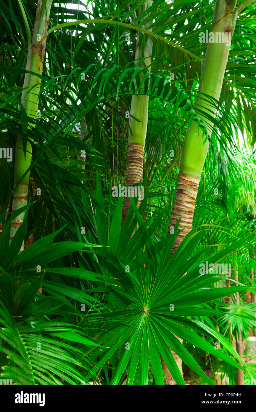 Messico, Yucatan, palme nella foresta pluviale Foto Stock