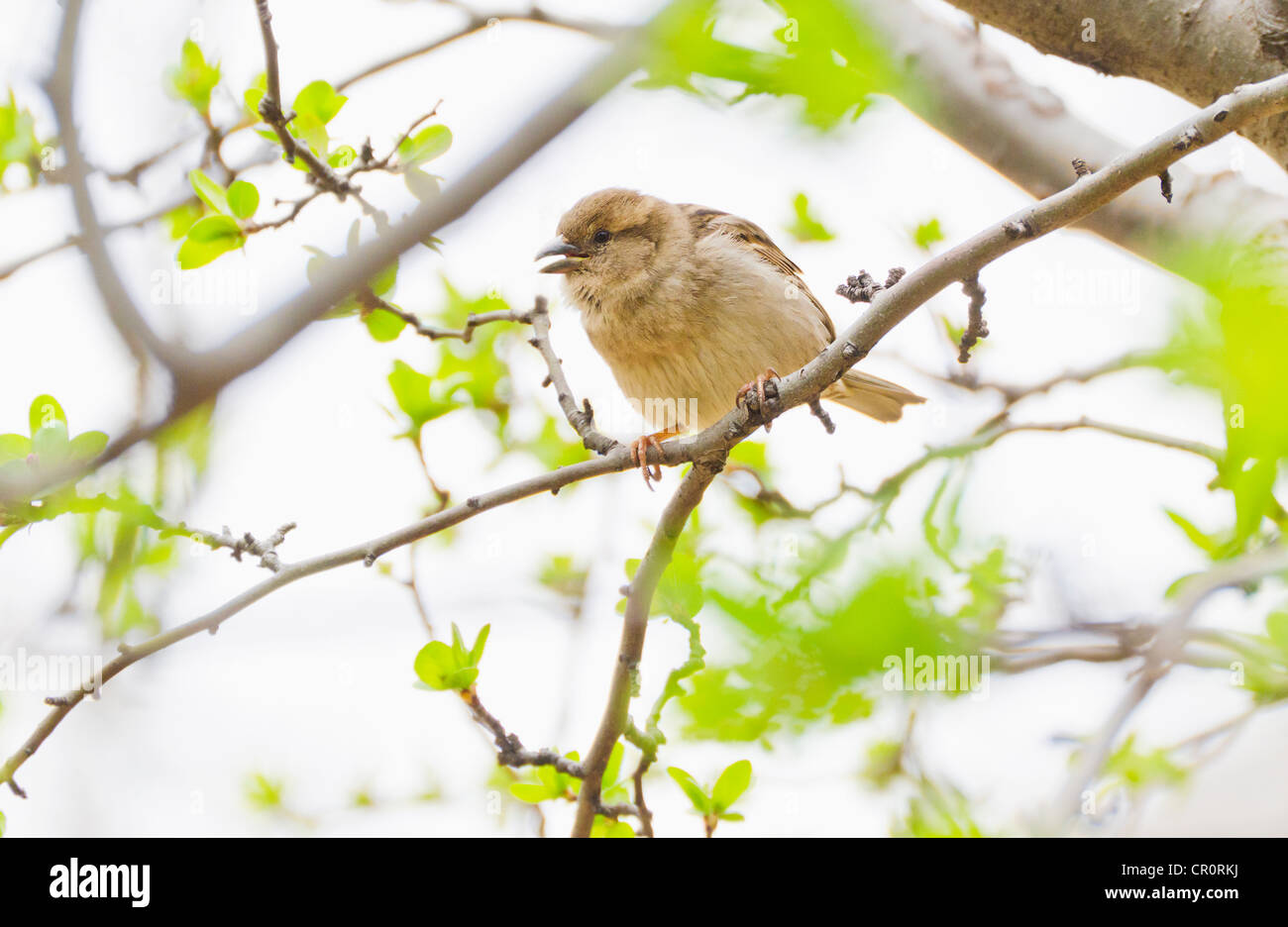 Stati Uniti d'America, New York New York City, Close up di uccello sulla struttura a molla Foto Stock