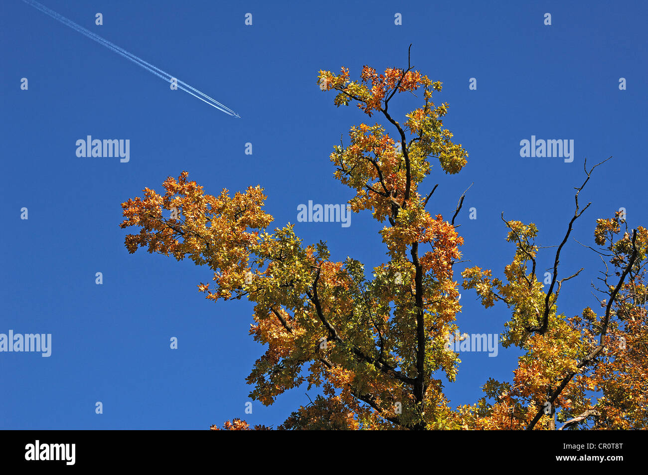 Foglie autunnali su un ramo di un albero di quercia contro un cielo blu con aerei passeggeri lasciando contrails bianco, Morschreuth Foto Stock